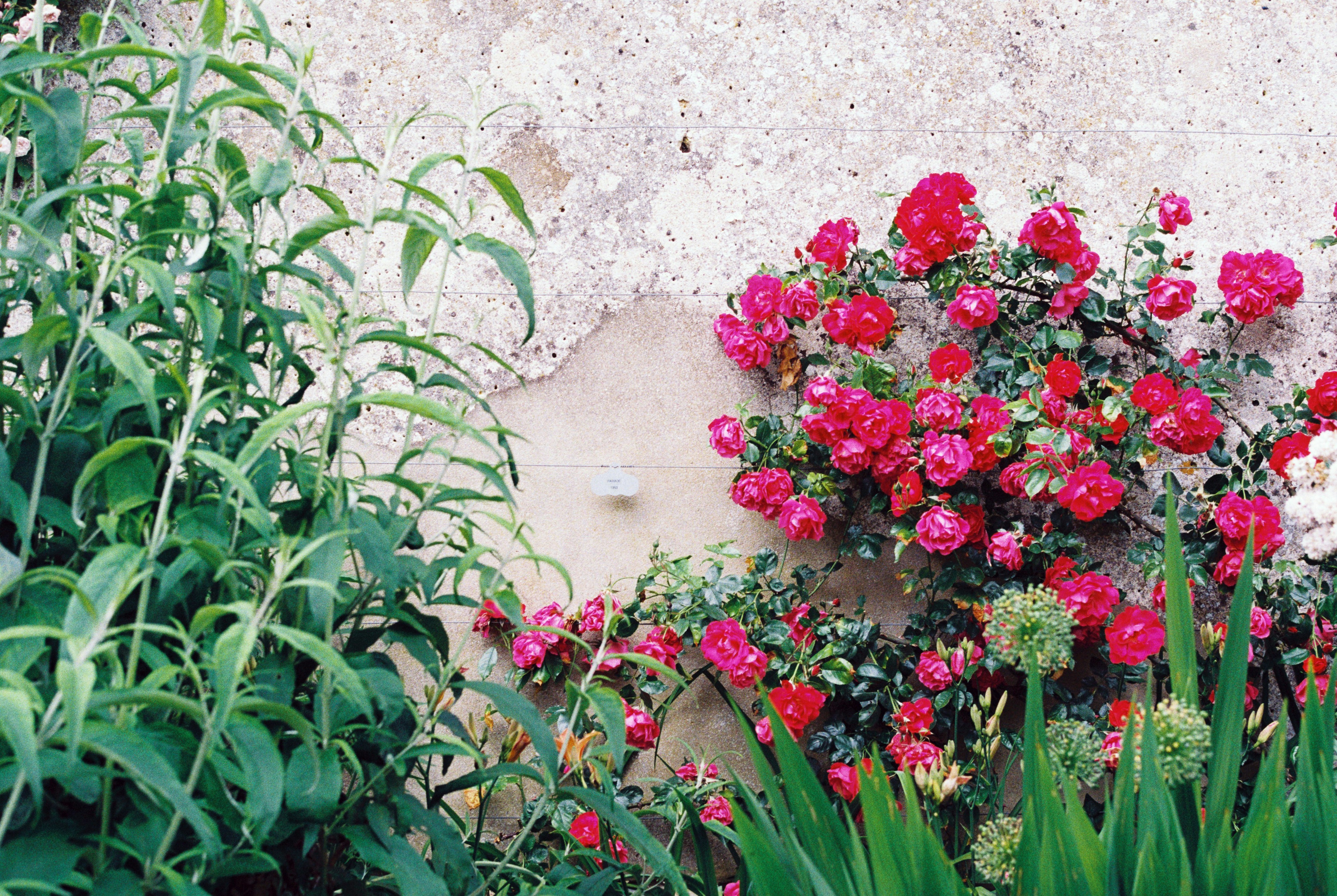 red flowers with green leaves